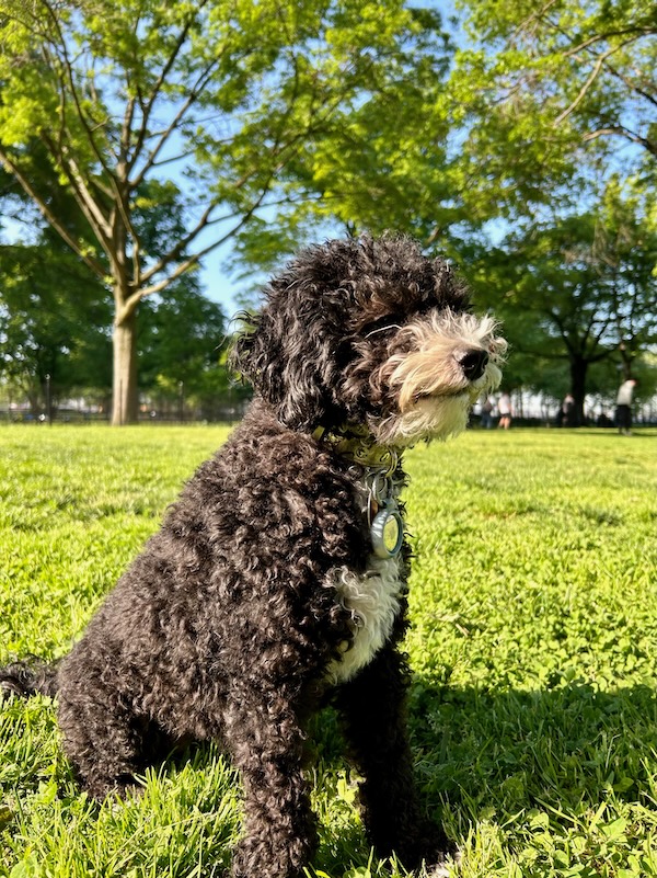 mila at battery lawns