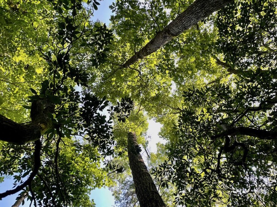 day 2 gratitude challenge_sense of sight